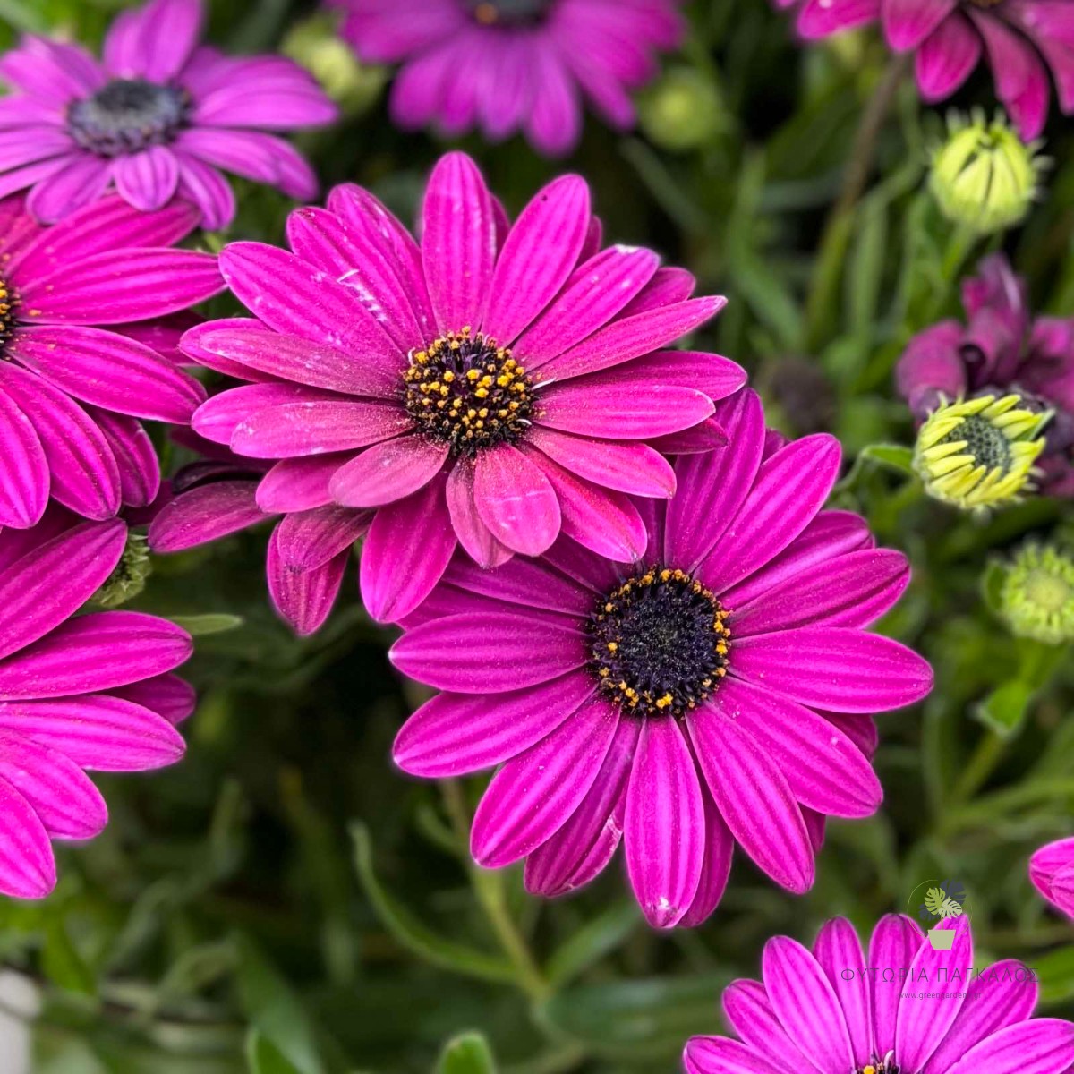 Διμορφοθήκη (Osteospermum ecklonis) | Αφρικανική Μαργαρίτα για Παρτέρια & Γλάστρες - 1
